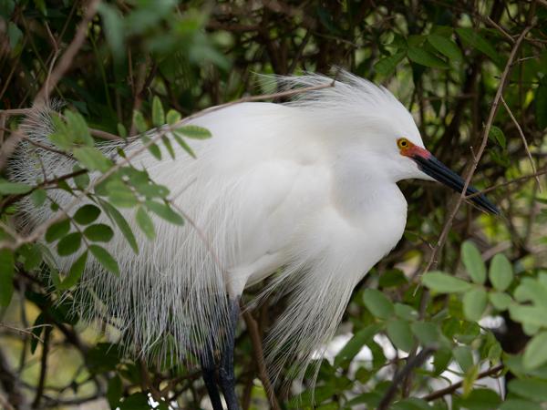 Snowy egret (Egretta thula)